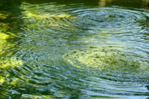 💧🌱Без должного ухода летом вода в пруду часто зацветает и превращается в зеленое болотце. Один из способов сохранить водоем чистым и красивым — использовать ультрафиолетовые лампы.
